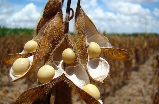 Cultura de soja tratada com inoculantes biológicos AGROMAIA